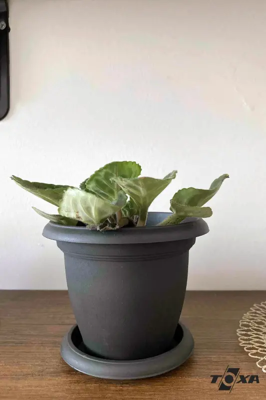 0.6 Litre Antrasit Gri Tabaklı Mat Plastik Küçük Boy Yuvarlak Saksı Villa No1 Ø12,5x10,2cm - 0,6L - 6