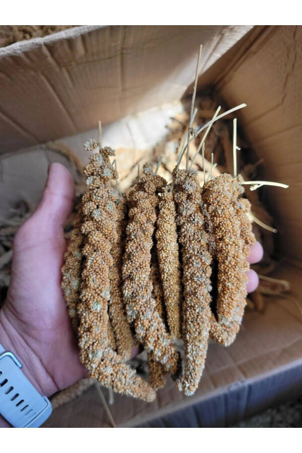 Dal Darı Protein Deposi Organik Qush Oziqi 500 gr - 1
