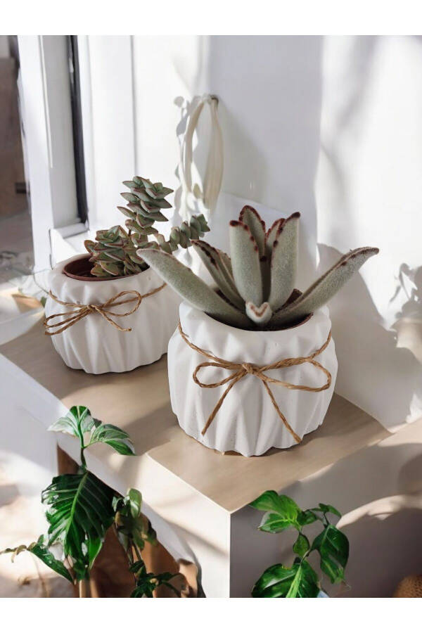 Decorative Pot Set of 2 Small Concrete Pots Suitable for Cactus and Small Plants - 3