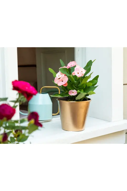 Dior Varaklı Saksı 1,5 Lt-GOLD - MADAME COCO