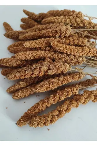 Doğal Üretim Kızıl Dal Darı(500 GR.) - KAFES KUŞ (1)