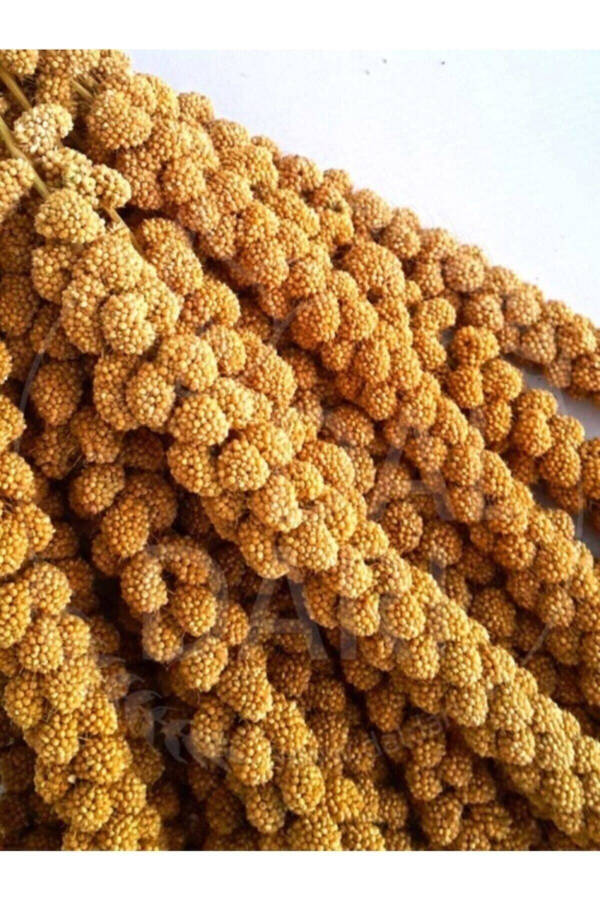 Dried Natural Branch Millet - Yellow - 1 Kg. - 1