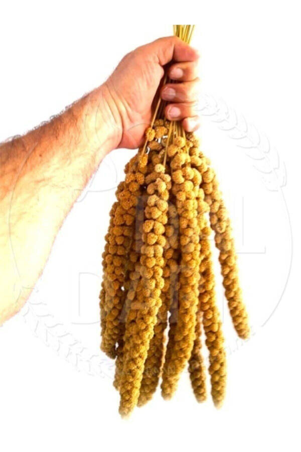 Dried Natural Branch Millet - Yellow - 1 Kg. - 2