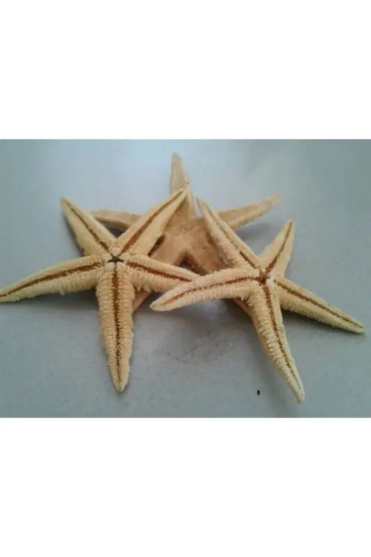 Dried Starfish 2 Pieces 7x10cm Natural Starfish Decorative Ornament Supplies Seafood - 1