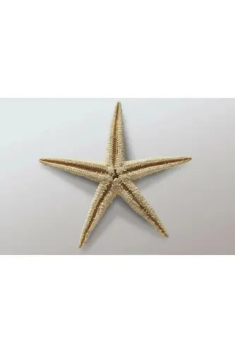 Dried Starfish 2 Pieces 7x10cm Natural Starfish Decorative Ornament Supplies Seafood - AKER HEDIYELIK (1)