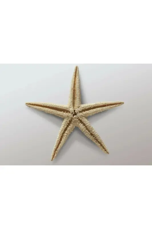 Dried Starfish 2 Pieces 7x10cm Natural Starfish Decorative Ornament Supplies Seafood - 2