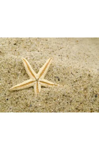 Dried Starfish 2 Pieces 7x10cm Natural Starfish Decorative Ornament Supplies Seafood - 4