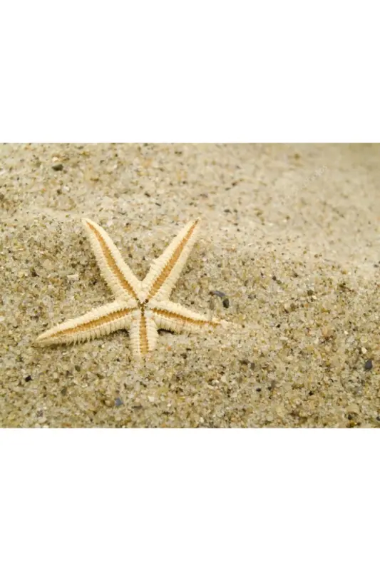 Dried Starfish 2 Pieces 7x10cm Natural Starfish Decorative Ornament Supplies Seafood - 4