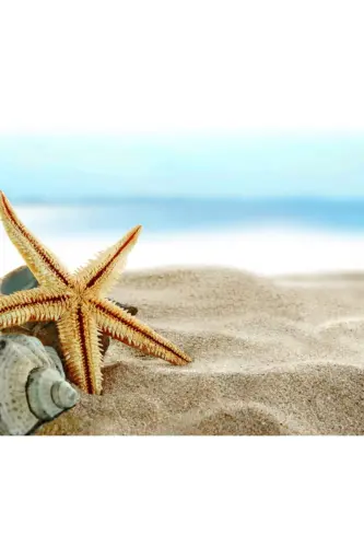 Dried Starfish 2 Pieces 7x10cm Natural Starfish Decorative Ornament Supplies Seafood - 8