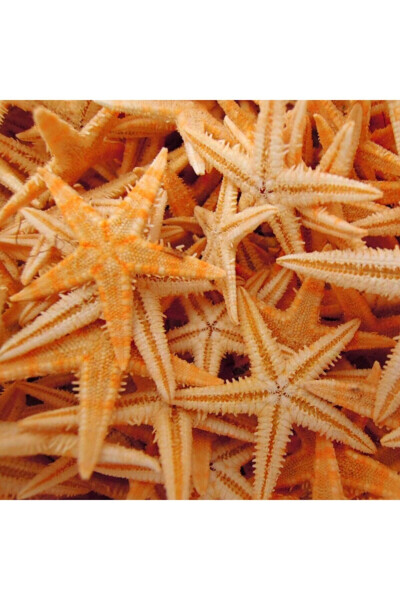 Dried Starfish 2 Pieces 7x10cm Natural Starfish Decorative Ornament Supplies Seafood - 1