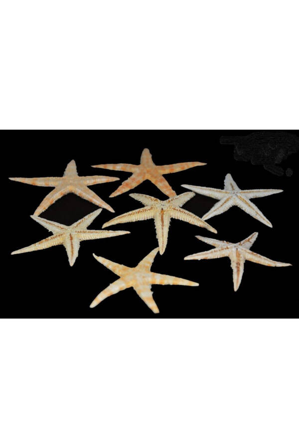 Dried Starfish 2 Pieces 7x10cm Natural Starfish Decorative Ornament Supplies Seafood - 2