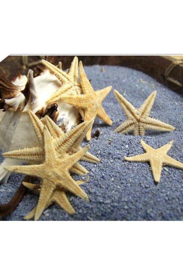 Dried Starfish 2 Pieces 7x10cm Natural Starfish Decorative Ornament Supplies Seafood - 3