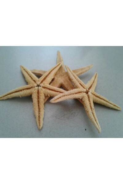 Dried Starfish 2 Pieces 7x10cm Natural Starfish Decorative Ornament Supplies Seafood - 5