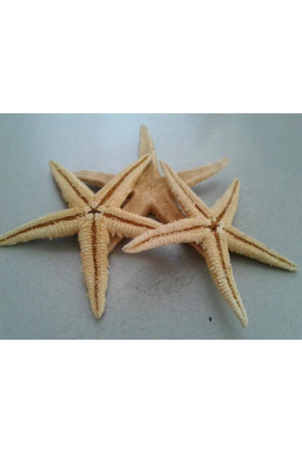 Dried Starfish 2 Pieces 7x10cm Natural Starfish Decorative Ornament Supplies Seafood - 5