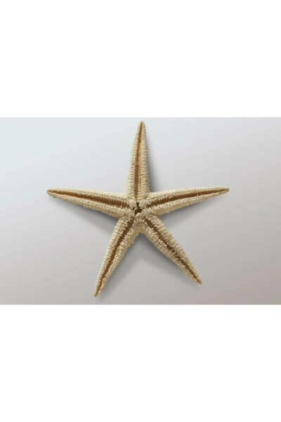 Dried Starfish 2 Pieces 7x10cm Natural Starfish Decorative Ornament Supplies Seafood - 6