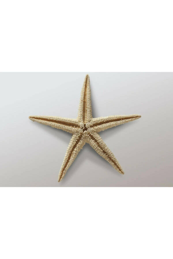 Dried Starfish 2 Pieces 7x10cm Natural Starfish Decorative Ornament Supplies Seafood - 6