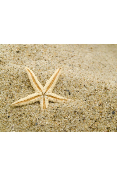 Dried Starfish 2 Pieces 7x10cm Natural Starfish Decorative Ornament Supplies Seafood - 8