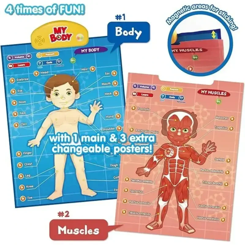 BEST LEARNING Interactive Human Body Poster – Talking Anatomy STEM Toy for Kids Ages 5-12 Top Christmas Gift - 4