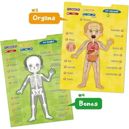 BEST LEARNING Interactive Human Body Poster – Talking Anatomy STEM Toy for Kids Ages 5-12 Top Christmas Gift - 6