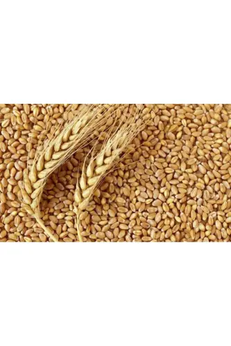 Feed Wheat, Chicken Feed ( ) 25kg - TUNGAŞ (1)
