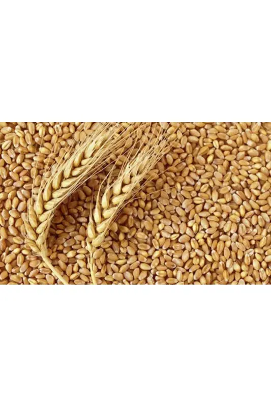 Feed Wheat, Chicken Feed ( ) 25kg - 2