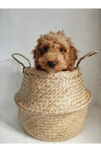 Fladıs Basket Seagrass - 6