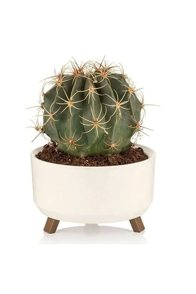 Foot-Mounted Filtered Cactus Succulent Violet Pot 0.7 Liter Cream 15cm Plastic Arrangement Pot No1 - 9