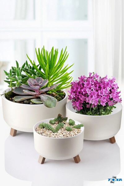 Foot-Mounted Filtered Cactus Succulent Violet Pot 0.7 Liter Cream 15cm Plastic Arrangement Pot No1 - 8