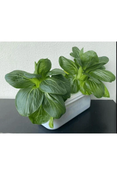 Hydroponic Pot - Modazone