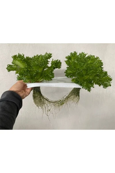 Hydroponic Pot - Modazone (1)