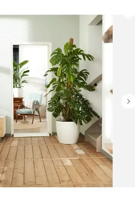 Якутский цветочный горшок треснувший белый 22 литра - 3