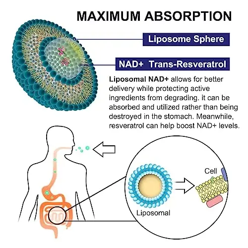 inGreens 900mg Liposomal NAD+ 300mg Trans Resveratrol bilan - Yuqori singish, NMN o‘rnini bosadi, DNKni tiklash, energiya va uzoq umr ko‘rish uchun NAD+ ni oshiradi, qarishga qarshi kurash, 60 ta yumshoq kapsula - 4