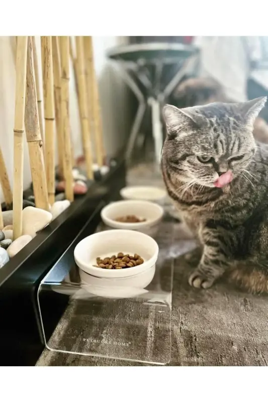 Kedi ve Köpek Dekoratif Seramik Pleksi Mama Ve Su Kabı - Beyaz - 5