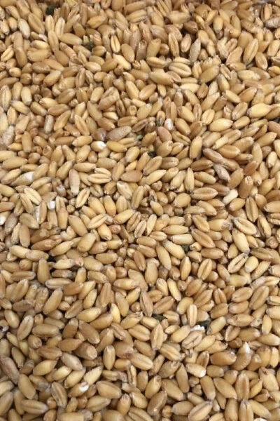 Кормовая пшеница, корм для кур ( ) 25 кг - TUNGAŞ