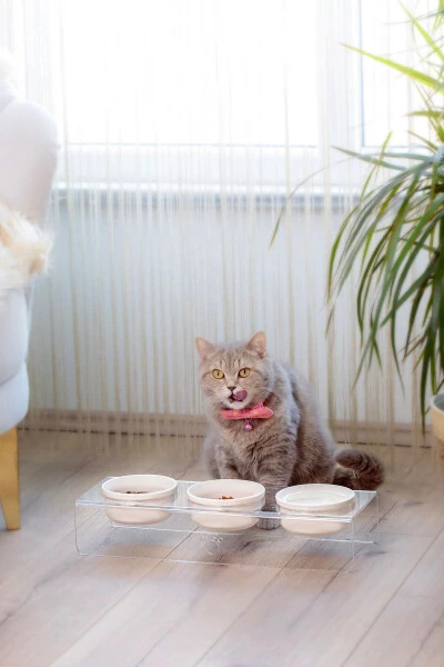 Кормушка для кошек и собак с керамическими мисками, 3 штуки - MODAZONE (1)