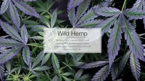 Little Trees Car Air Freshener | Hanging Paper Tree for Home or Car | Wild Hemp | 1 Pack - 2