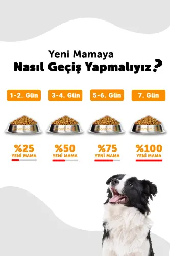 Lavital Salmon Katta Zotli Voyaga Yetgan Itlar Uchun Oziq-ovqat 12 x 3 Kg - 4