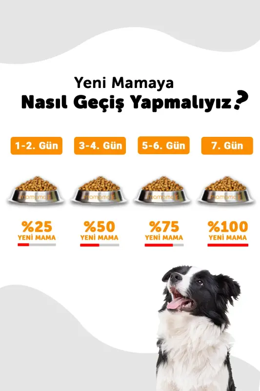 Maxi Adult Somonlu Büyük Irk Yetişkin Köpek Maması 15kg - 4