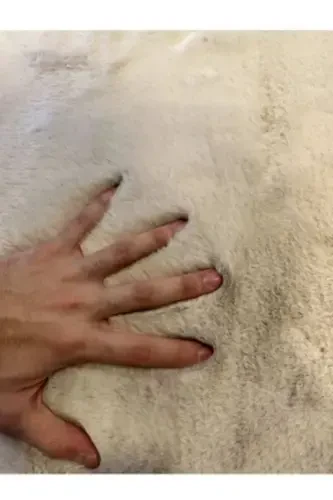 Lion Fur Rug Non-Slip Base Suitable for Wet Floors Machine Washable-Lion - 5