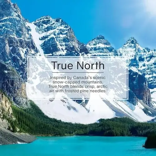 Little Trees Air Fresheners, True North (Pack of 12) - 5