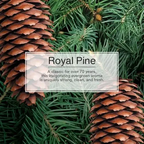 LITTLE TREES Car Air Freshener | Hanging Paper Tree for Home or Car | Royal Pine | 3 Pack - 3