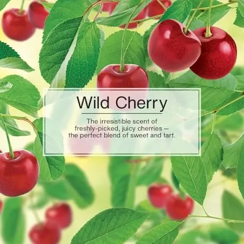 LITTLE TREES Car Air Freshener | Hanging Paper Tree for Home or Car | Wild Cherry | 4 Pack - 5
