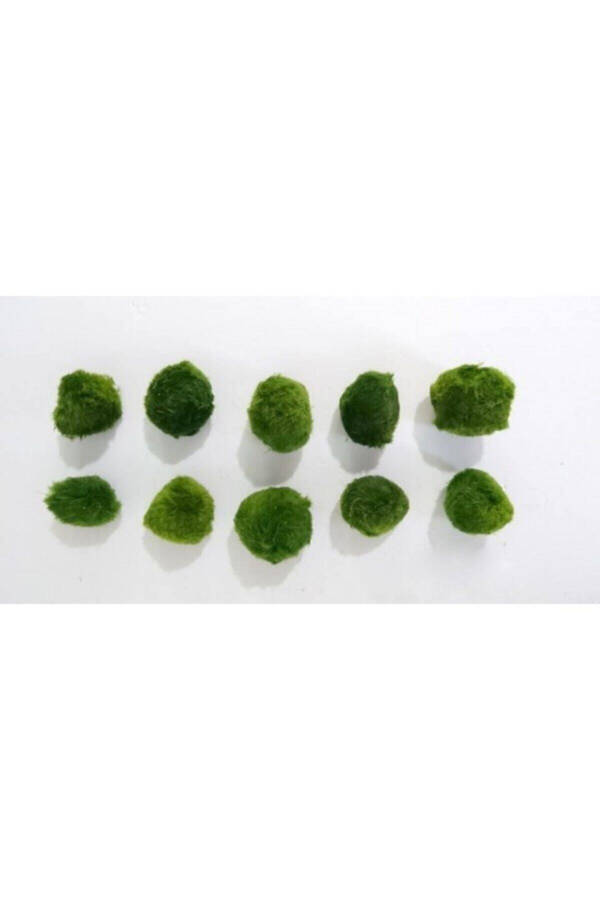 Marimo Lucky Moss Ball - Mossball 3-5 Cm - 3