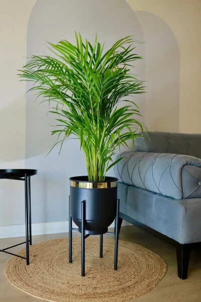 Metal Potted Plant Stand Decorative Black Gold Detail Pot Vase 50x30 - GENEL MARKALAR