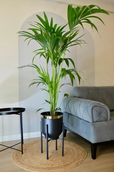 Metal Potted Plant Stand Decorative Black Gold Detail Pot Vase 50x30 - GENEL MARKALAR (1)