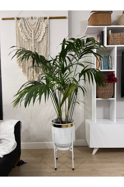 Metal Saksı Ayaklı Çiçeklik Dekoratif Beyaz Saksı Vazo Saksılık 50x30cm - Beyaz - 4