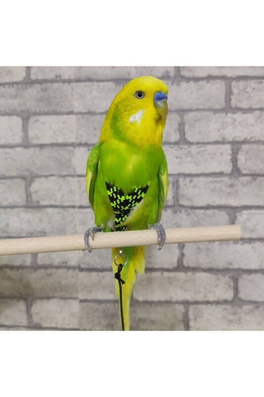 Muhabbet Kuşu Gezdirme Tasması - Yelek Tasarımlı, Ayarlanabilir, Patentli Tasarım - 2