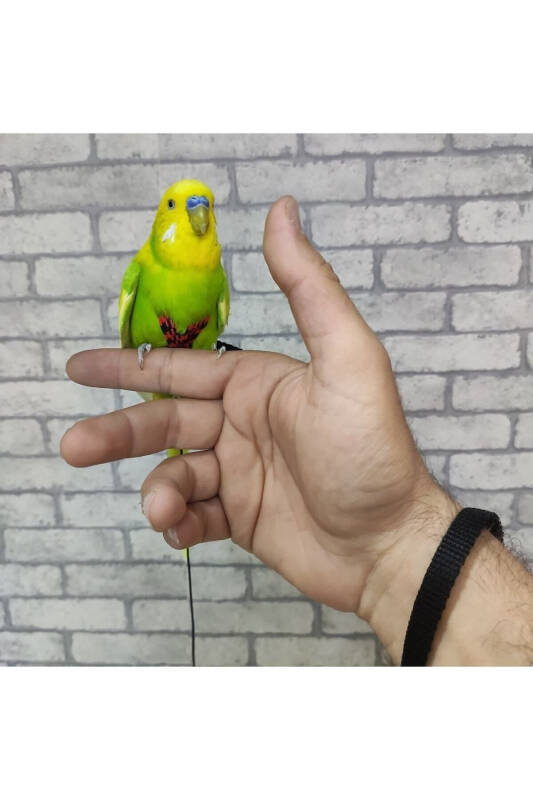 Muhabbet Kuşu Gezdirme Tasması - Yelek Tasarımlı, Ayarlanabilir, Patentli Tasarım - 3