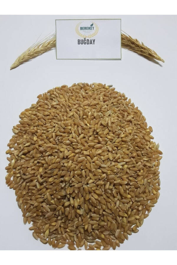 Natural Clean Wheat - Chicken and Pigeon Feed 5kg - 5