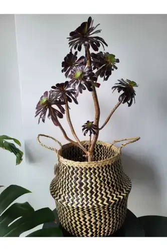 Natural Small Boy Katlanabilir Hasır Sepet / Saksılık 30x28cm-zigzag - 3